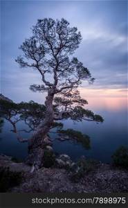 Old tree above the Black sea. Crimea, Ukraine