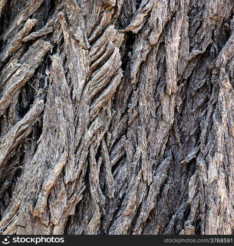 Old tree bark as texture