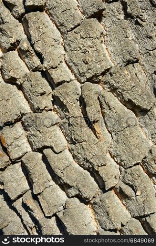 Old tree bark. Wooden texture. Natural background.
