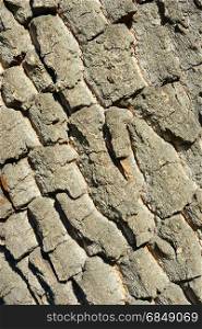 Old tree bark. Wooden texture. Natural background.