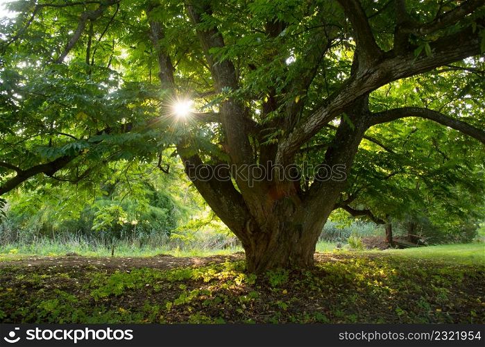 old tree in the park of Windeck in Alsace in France