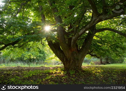 old tree in the park of Windeck in Alsace in France