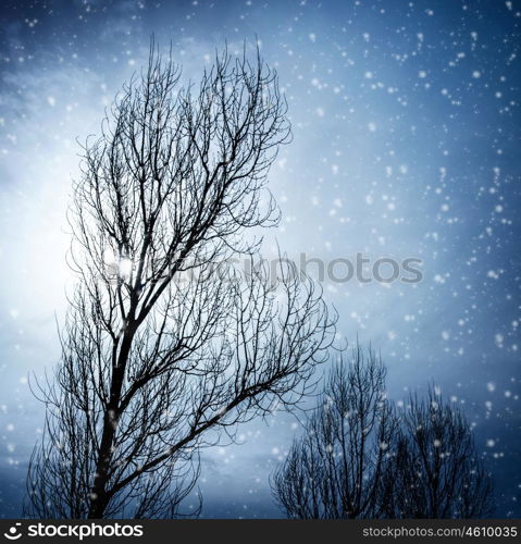 Old tree in winter