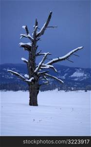 Old Tree In Winter Valley