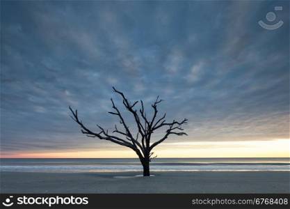 Old tree near the ocean at cloudy sunset
