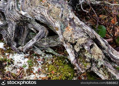 Old tree roots as background