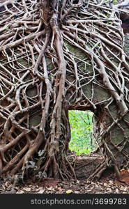 Old tree roots covered wall