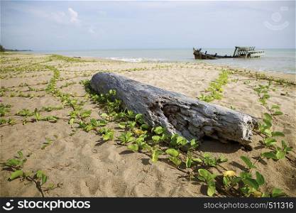 old tree stump and wreck boat on sea beach