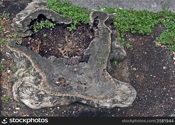 old tree stump from above close up
