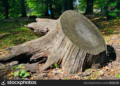 old tree stump in the autumn park