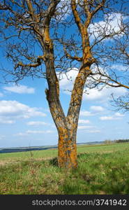 Old tree walnut covered with yellow lichen in springtime against a background of blue sky and field