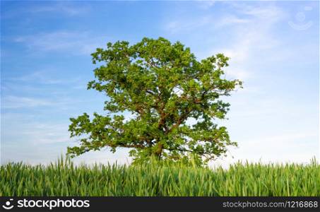 Old tree with huge branches and green vibrant leaves standing alone under the blue sky. Summer scenery with green grain and green leaves tree