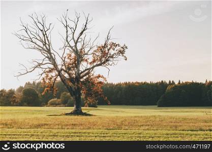 Old tree with orange and red leaves in the sunset germany field