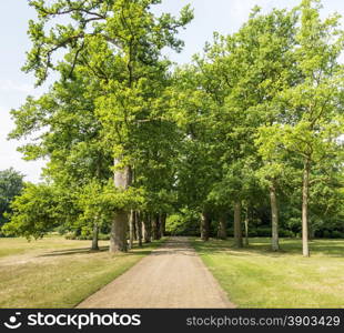 old trees in big park with walking lane