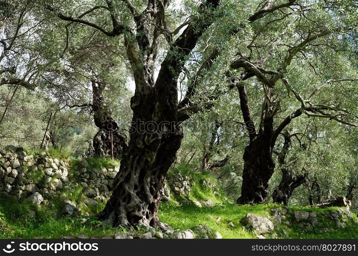 Old trees in olive grove in Old Bar in Montenegro