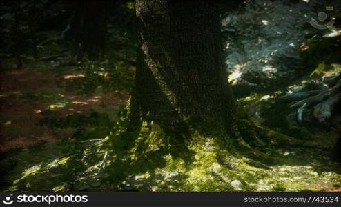 Old trees with lichen and moss in green forest