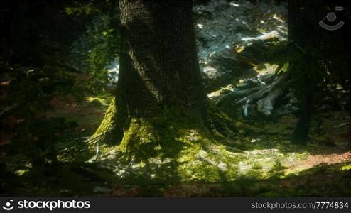 Old trees with lichen and moss in green forest