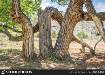 old twisted cottonwood tree in a desert canyon near Moab, Utah (Bartlett Wash)