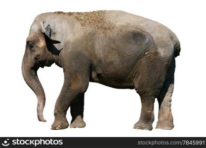 Old unhappy elephant in the zoo isolated on white