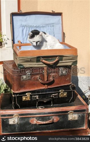 Old vintage retro used leather suitcases stacked and placed one on another and cat on top in house backyard