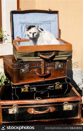 Old vintage retro used leather suitcases stacked and placed one on another and cat on top in house backyard