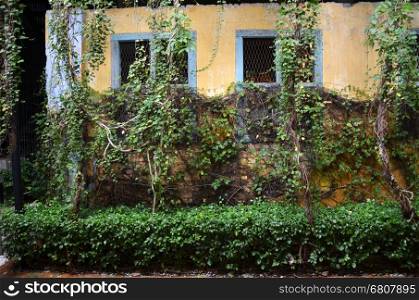 Old wall and vintage window with grass