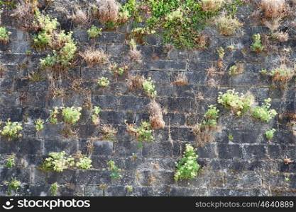 Old wall of a castle full of rough wild grass