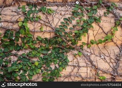 Old wall overgrown with ivy