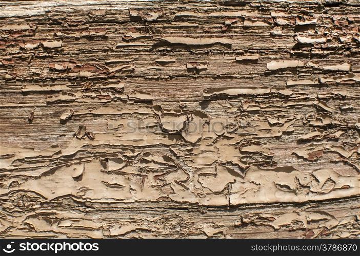Old weathered cracked paint wooden board closeup as background