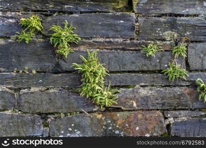 Old weathered dry stone slate wall making background texture, with ferns.