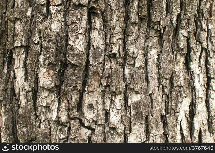 Old weathered pear tree bark closeup as background