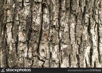 Old weathered pear tree bark closeup as background