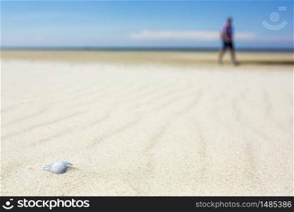 Old weathered white seashell on a sandy beach in a low angle view with a distant blurred person walking by at the edge of the ocean conceptual of a summer vacation