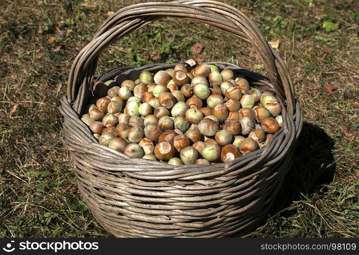 Old weathered wicker basket of willow twigs full of hazelnuts closeup on green grass meadow in autumn time