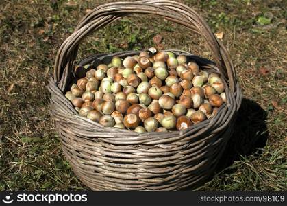 Old weathered wicker basket of willow twigs full of hazelnuts closeup on green grass meadow in autumn time
