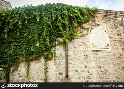 Old white stone wall with window covered in green ivy