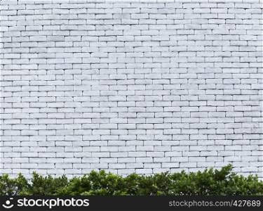 Old white wall outdoor with green plants for abstract background.
