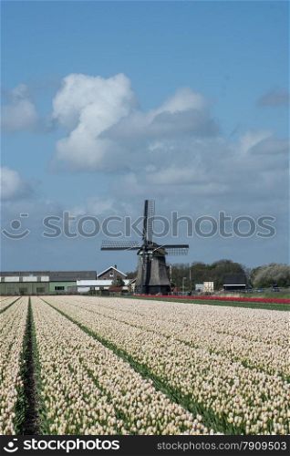 old windmill with tulips as foreground
