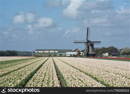 old windmill with tulips as foreground