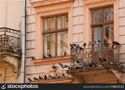 old window and a balcony with pigeons. close-up