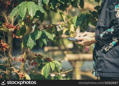 old woman checking coffee berries plant quality with smartphone. agriculture technology