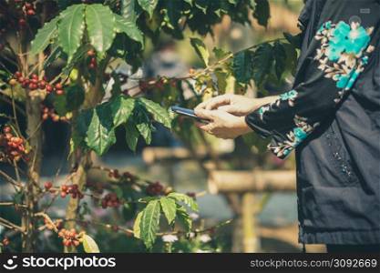 old woman checking coffee berries plant quality with smartphone. agriculture technology