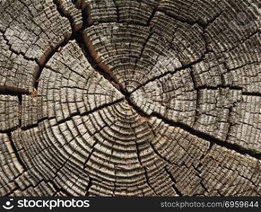 old wood texture background. old brown grey wood texture useful as a background