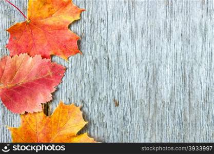 Old wooden background with three autumnal leaves
