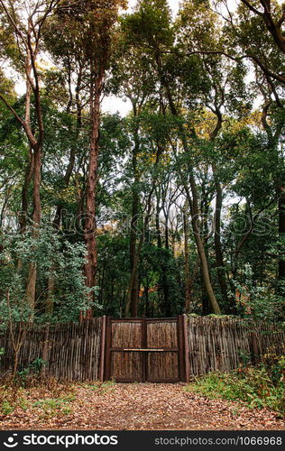 Old wooden bamboo fence with gate in lush green forest under very high trees - Tokyo green space