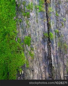 Old wooden Board covered with moss. Close up