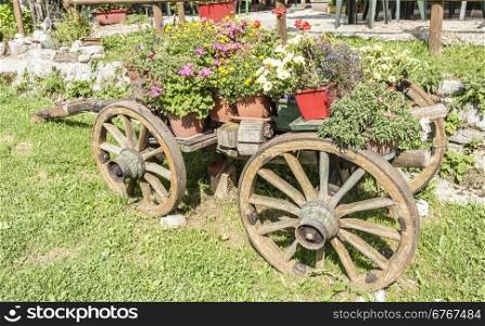 Old wooden cart with pots of blooming flowers of summer