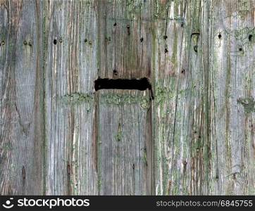 old wooden door with letter box background