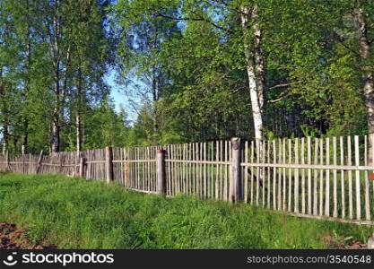 old wooden fence amongst herbs