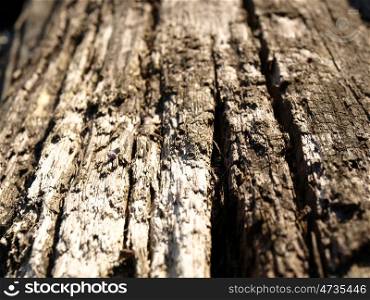 Old wooden fence board. Close up. Wood texture
